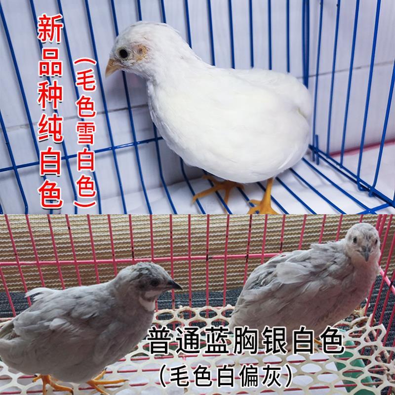 纯白芦丁鸡活苗可孵化受精种蛋迷你宠物鸟观赏鸡活体蓝胸鹌鹑活物