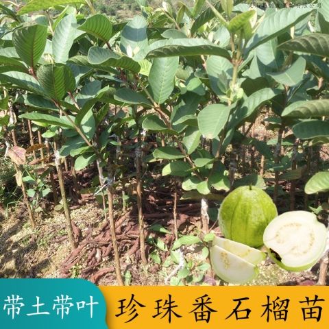 番石榴树苗珍珠番石榴苗水晶番石榴苗红心番石榴苗四季结果