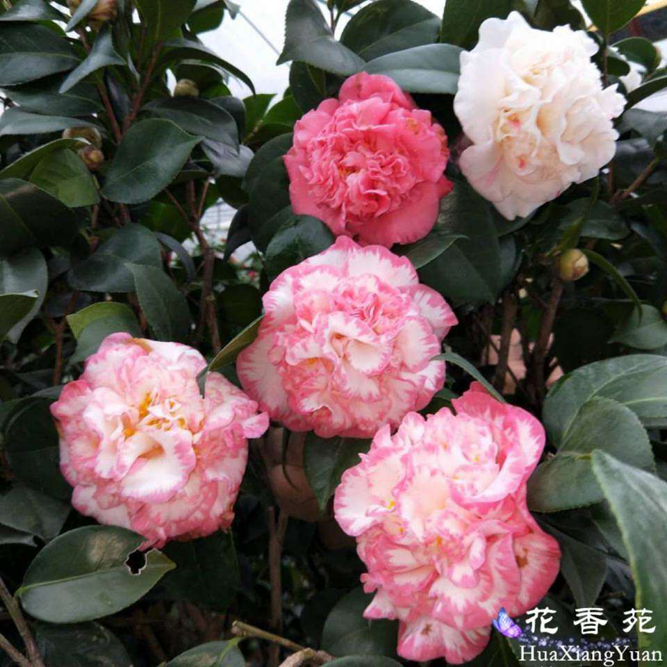 顺丰名贵宽彩带白衣大皇冠茶花女皇二号室内阳台庭院福建龙岩茶花