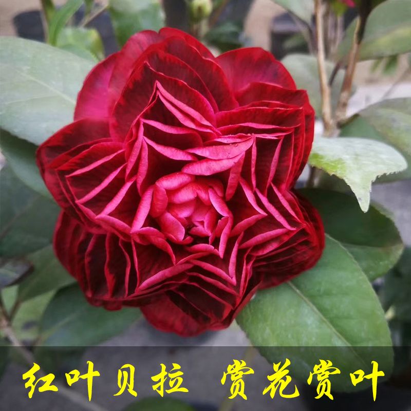 精品红叶贝拉纯色贝拉茶花名贵茶花苗品种带花苞纯色黑贝拉巨大型