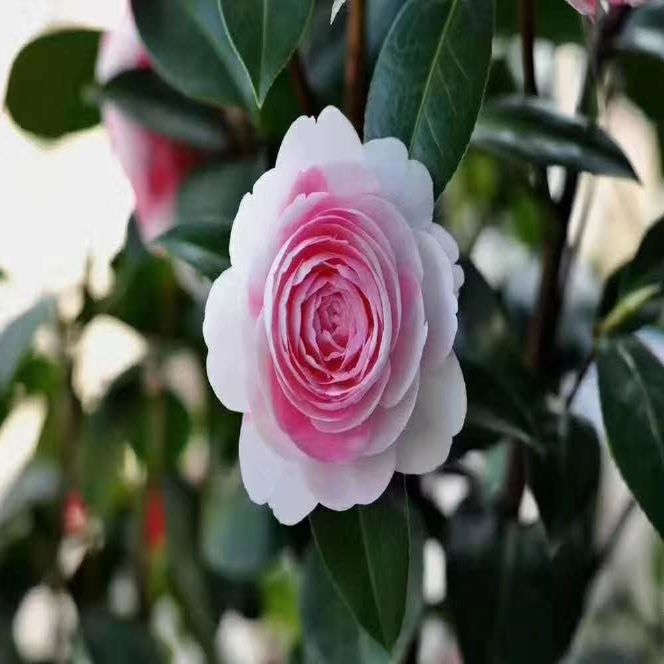 斑水屋茶花纯水屋茶花嫁接实生阳台庭院盆栽基地直销