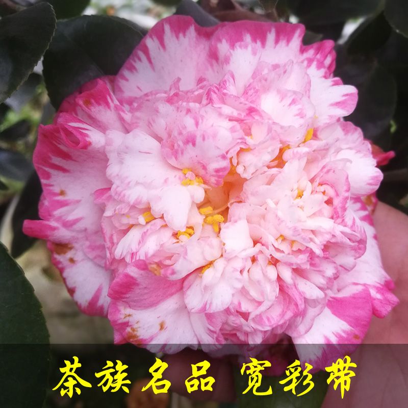 龙岩茶花宽彩带女皇二号茶花树苗盆栽带花苞庭院阳台客厅绿植花卉