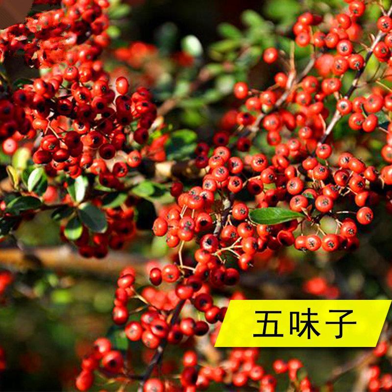 五味子种子面藤山花椒种籽北五味子中药草药材种籽四季高产包邮