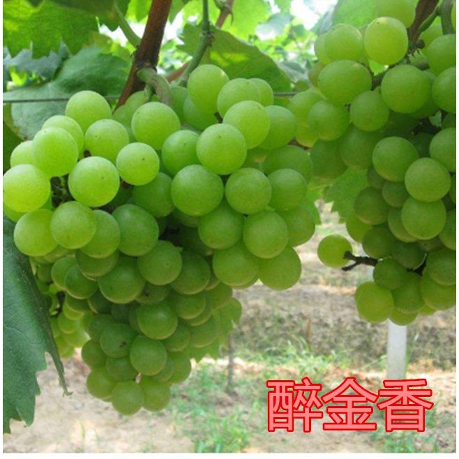 葡萄树苗盆栽南方北方品种大苗爬藤甜蜜醉金香葡萄苗香印葡萄树苖