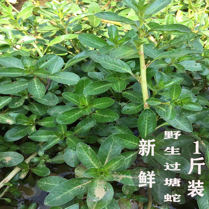 鲜野过塘蛇1斤装 新鲜现采 过江龙 过沟龙 过江藤中草药黄花水龙