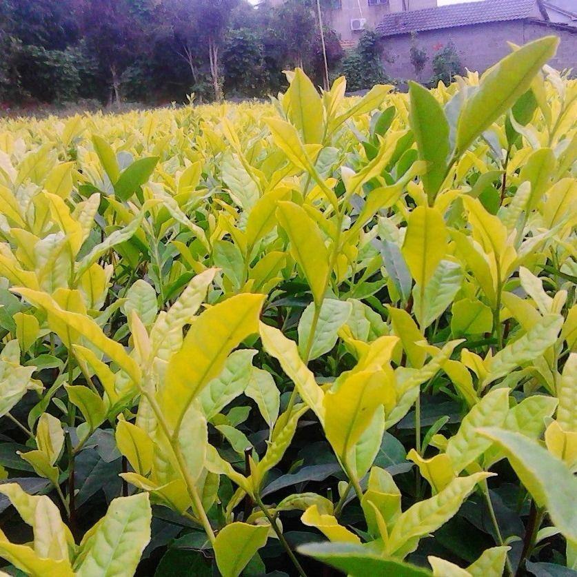 龙井早黄茶叶苗奶白茶黄金芽茶叶苗嵊州一号越黄一号南方种植茶树