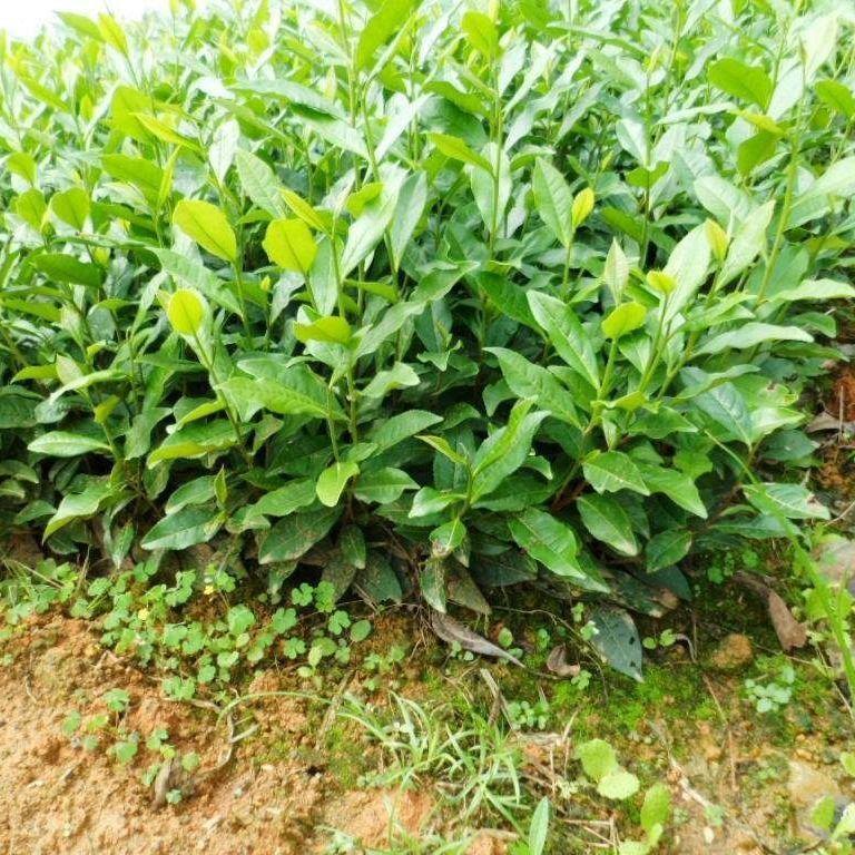 龙井早黄茶叶苗奶白茶黄金芽茶叶苗嵊州一号越黄一号南方种植茶树