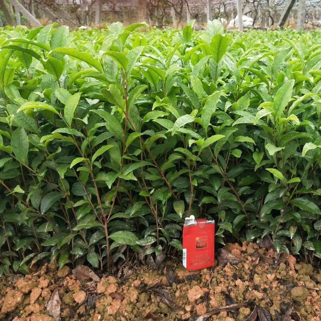 龙井早黄茶叶苗奶白茶黄金芽茶叶苗嵊州一号越黄一号南方种植茶树