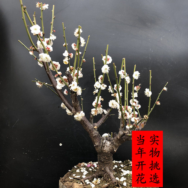 原生白梅花盆景耐寒室内盆栽绿梅玉蝶梅四季开花好养活浓香型花卉
