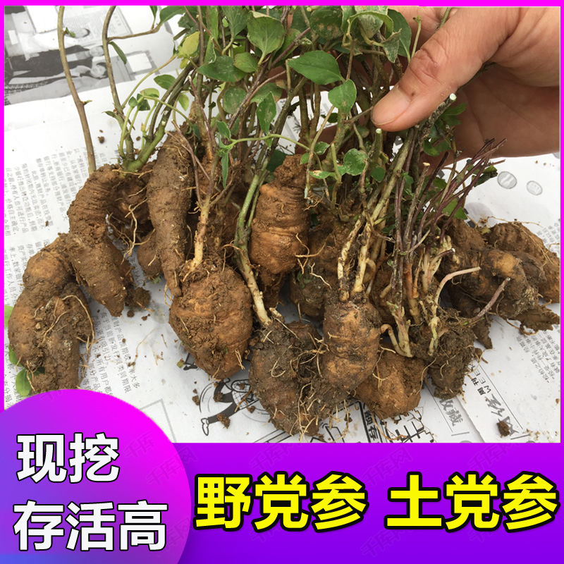 野生党参苗 奶参苗 现挖野党参苗四叶参土党参食用药用均可中药材