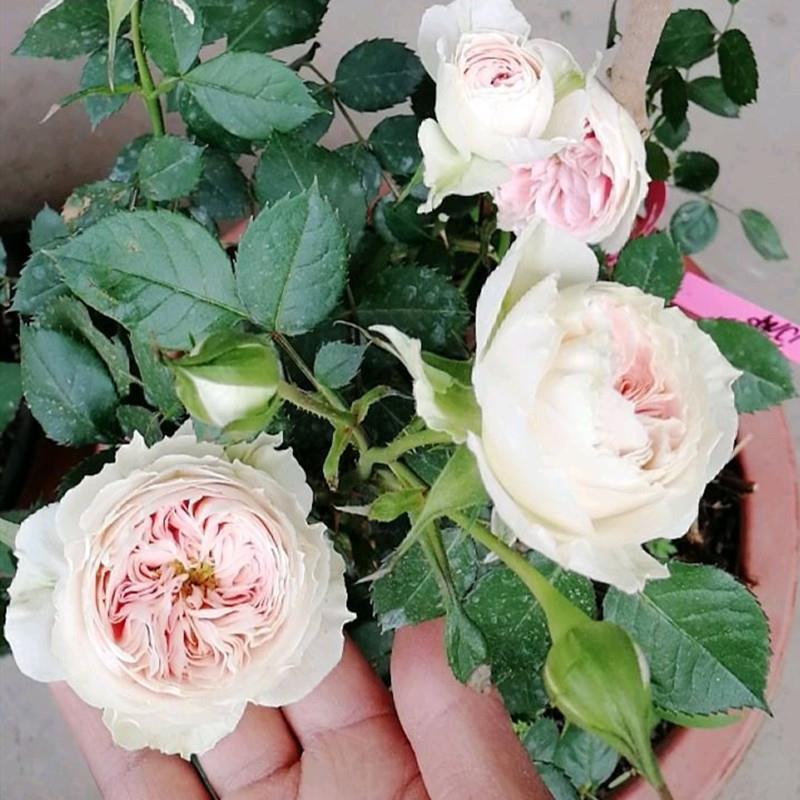 门廊绒球月季玫瑰微月四季开花带花苞大苗