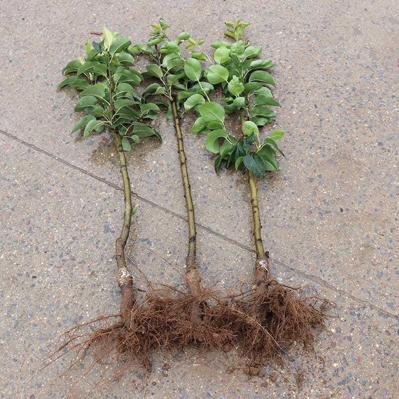 梨树苗果树苗嫁接苹果梨苗南方北方庭院地栽盆栽种植