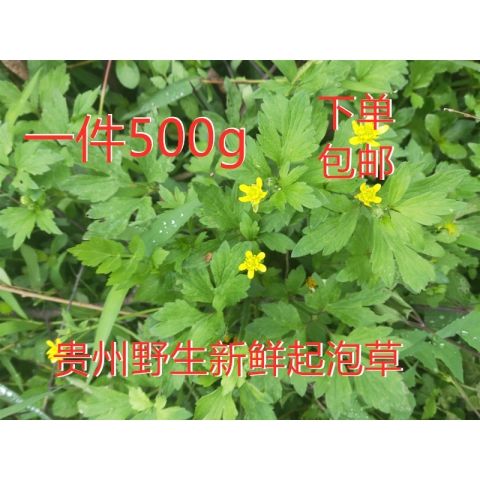 野生禹毛莨起泡草茴茴蒜起泡草外敷现挖包邮500g