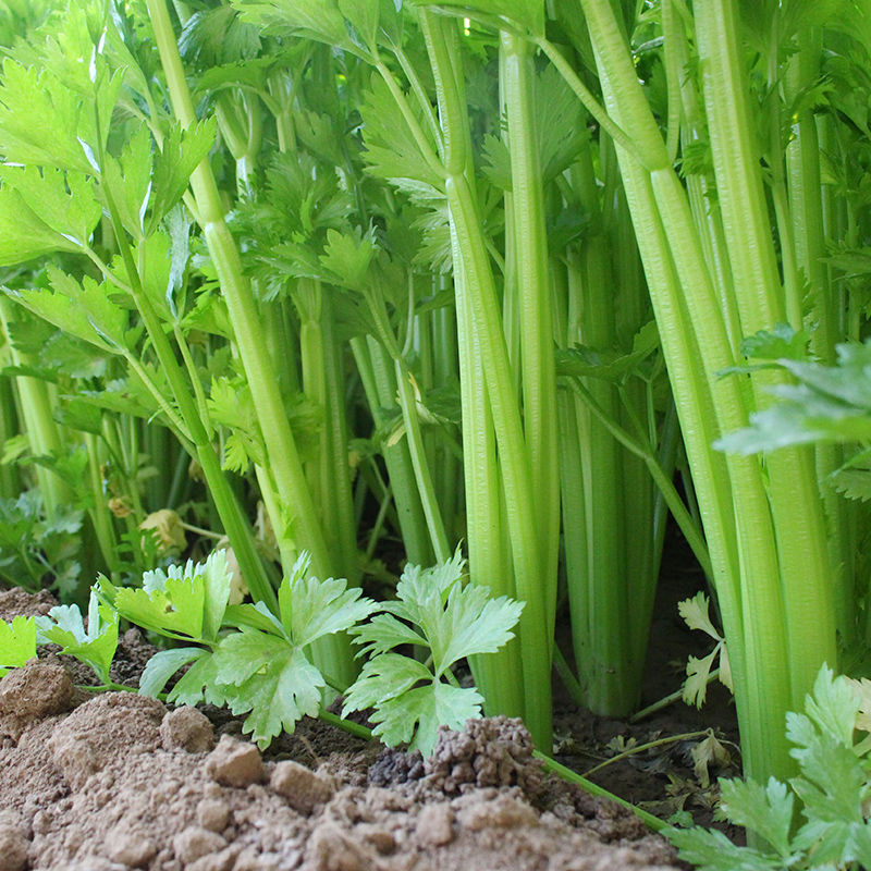 脆嫩空心芹菜种子耐热纤维少香味浓春季夏秋季四季腌渍香芹菜种籽