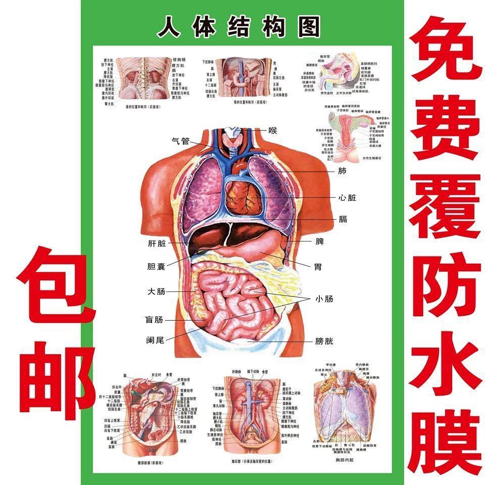 人体内脏解剖系统示意图医学宣传挂图人体器官消化系统结构图海报