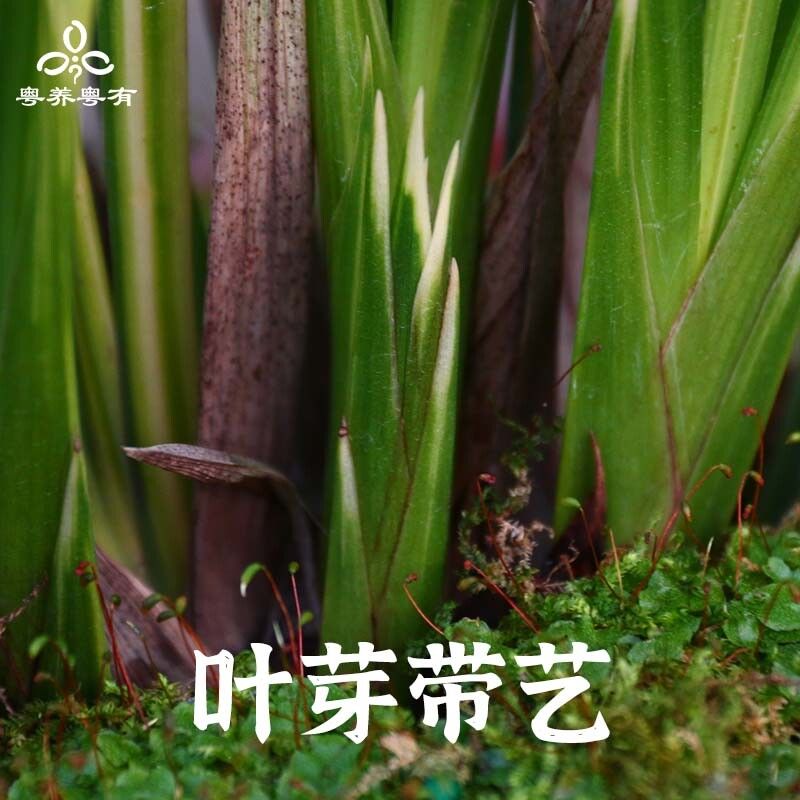 报岁兰宇宙殿宽叶金边墨兰兰花苗带花苞特香叶艺铭品名贵翁源兰花