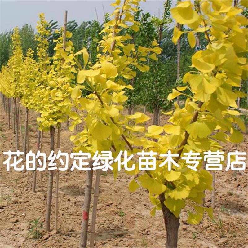 直销绿化苗木银杏小苗 绿化苗木 银杏树苗银杏苗金叶银杏树苗庭院