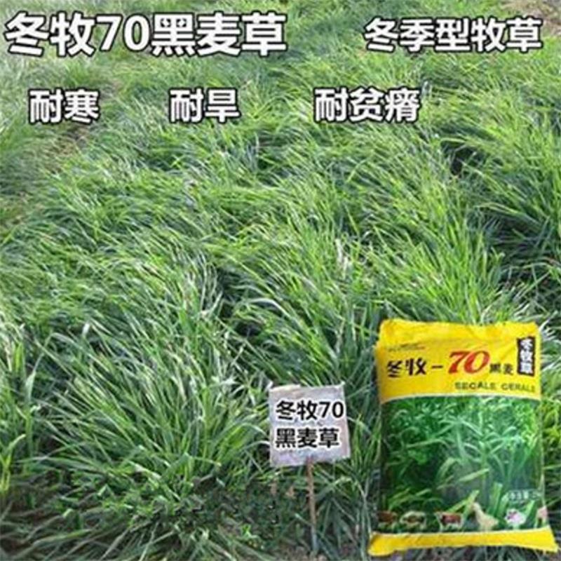 新冬牧70黑麦草种子多年生养殖耐寒高产四倍体宽叶秋冬季牧草种籽