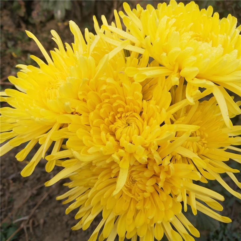 可食用菊花苗 金丝皇菊苗 泡茶喝 阳台庭院观赏植物黄色秋菊盆栽
