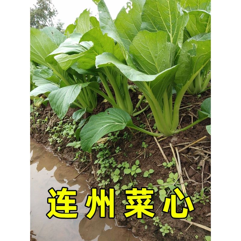 连州菜心种子迟菜心种籽广东菜苔四季蔬菜孑甜菜心南方四季菜种菜