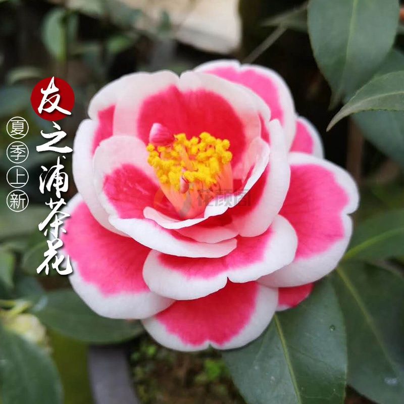 壮苗名贵进口玉友之浦太阳花茶花盆栽树苗带花苞庭院客厅阳台绿植