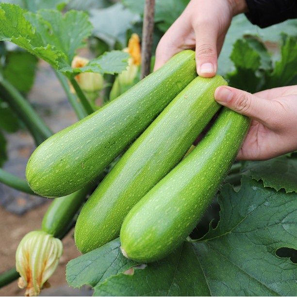 西葫芦新鲜蔬菜西葫芦三月瓜茭瓜番瓜小瓜菜瓜荨瓜熏瓜5斤装