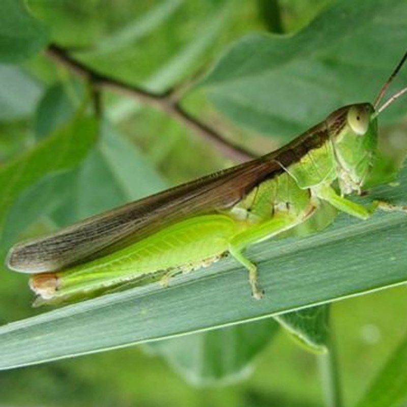 蚂蚱活虫黄虫蚂蚱活的黄虫蚂蚱喂鸟的活虫蝗虫活虫鲜活蚱蜢农家