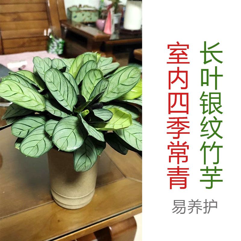 银纹竹芋长叶马克思青银观叶植物苗室内办公客厅吸甲醛花卉北欧风