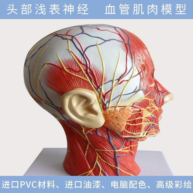 人体头头部浅表神经血管模型,头部矢状剖面切面附血管神经模型