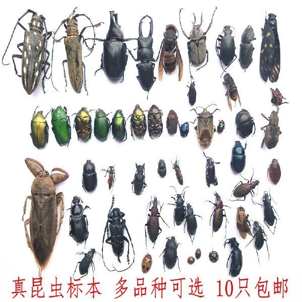 各种独角仙动物甲虫标本真昆虫品种天牛摆件展示个性虫多蝴蝶