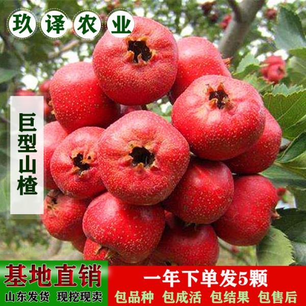 嫁接美国巨型大山楂苗极晚熟无籽核特大果甜山楂树苗地栽当年结果