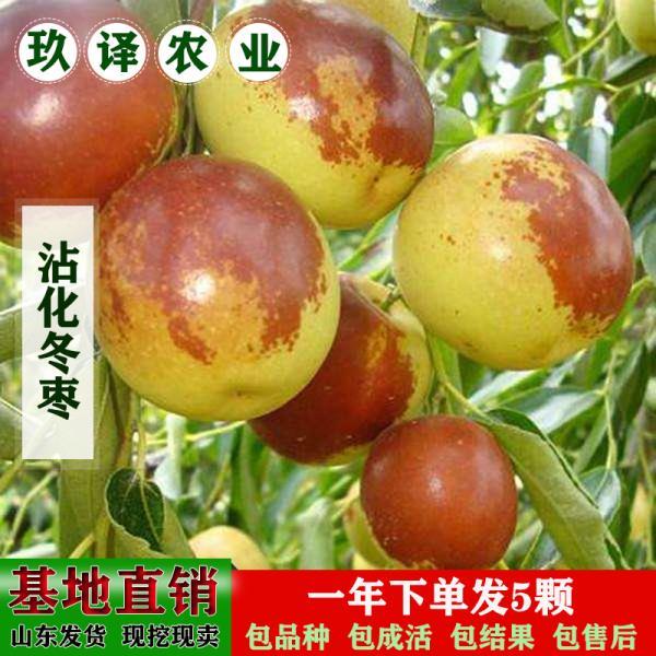 嫁接沾化冬枣苗枣子树苗冬枣树苗二代冬枣苗南方北方种植当年结果