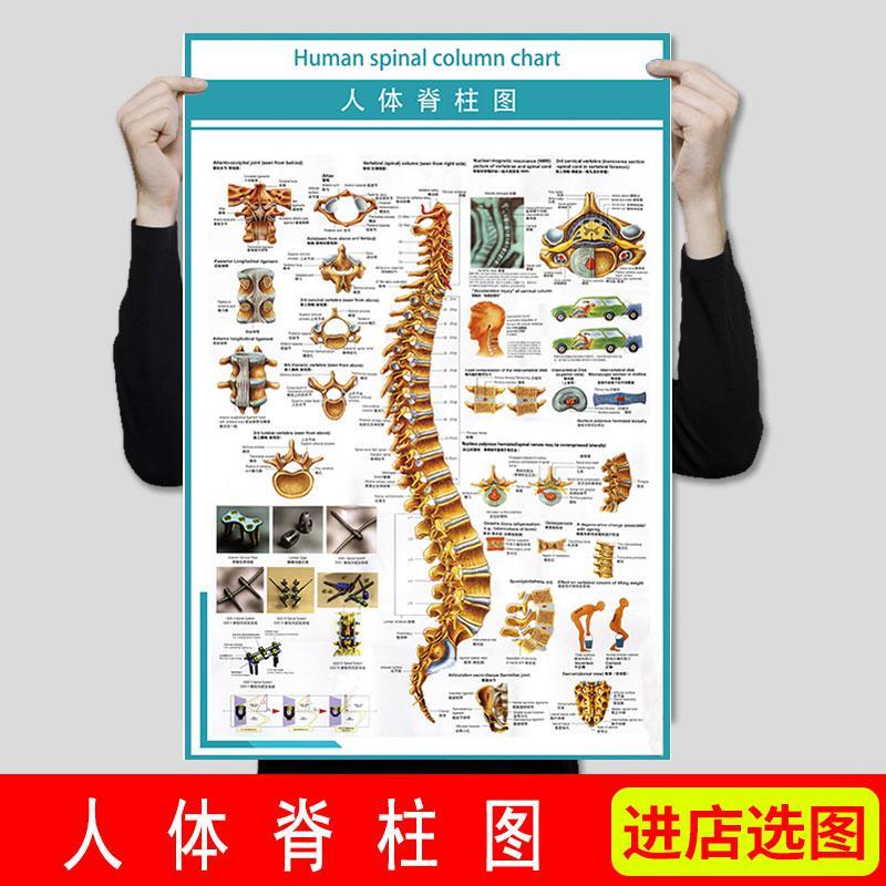 医院人体解剖图挂图人体器官结构图挂图人体脊柱脊椎骨颈椎图挂图