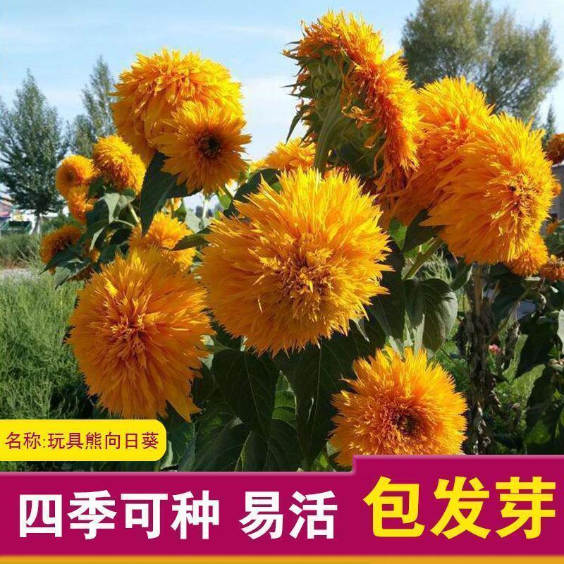 玩具熊向日葵种子矮生种籽观赏太阳花盆栽观赏庭院种植鲜花孑花种
