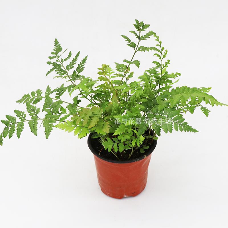 花与花器高山羊齿蕨盆栽芒叶丽莎蕨室内阳台花园花艺装饰绿植物 虎窝拼