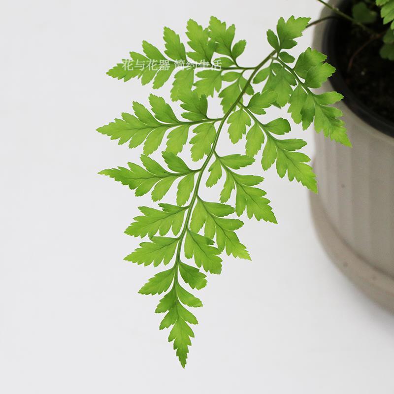 花与花器高山羊齿蕨盆栽芒叶丽莎蕨室内阳台花园花艺装饰绿植物 虎窝拼