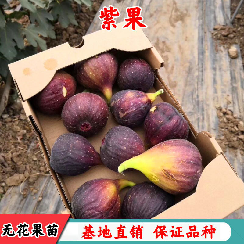新品种日本紫果无花果树苗紫色波尔多无花果苗南北方种植当年结果