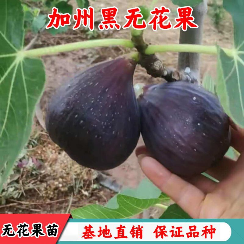 新品种加州黑无花果树苗黑爵士无花果苗果树苗南北方种植当年结果