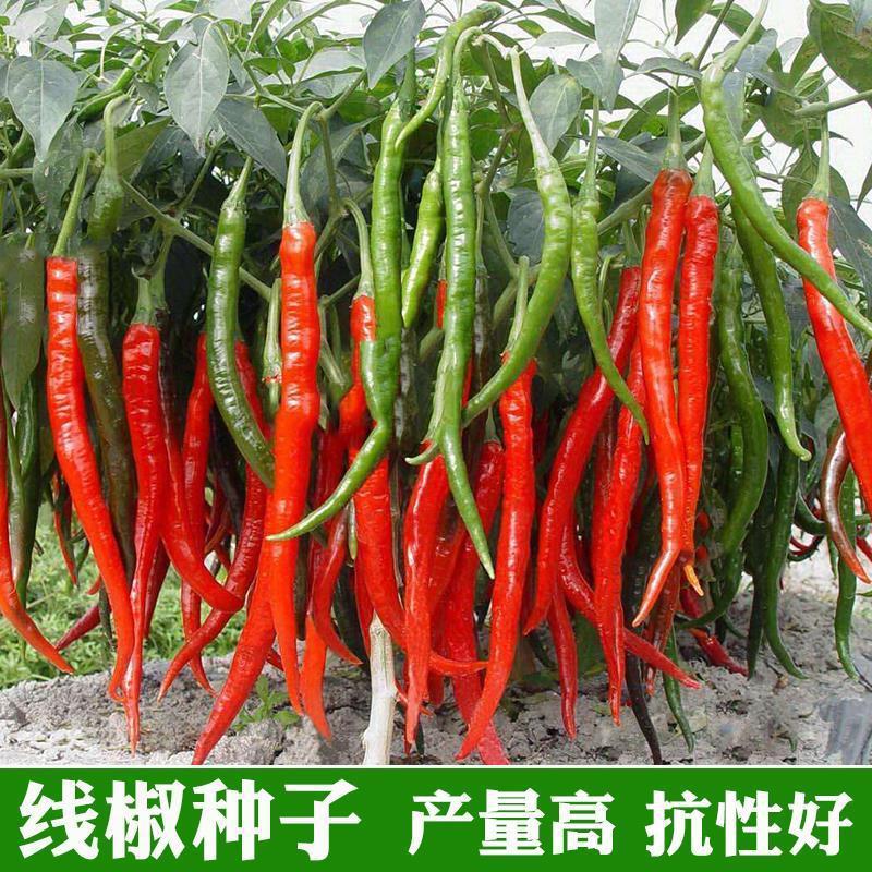 线椒种籽加长超长辣椒种子高产抗病菜仔种春夏秋冬四季播蔬菜种孑
