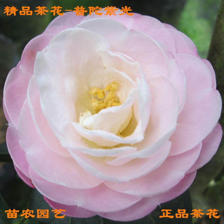 兴兴普陀紫光带花苞茶花苗绿植盆栽花卉庭院云杂山茶花树苗观花植