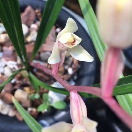 收藏级兰花 玉芙蓉 建兰四季兰高档名贵稀有兰花苗室内外绿植盆栽
