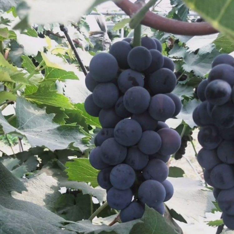 山东平度大泽山 香悦葡萄苗 南北方种植 果树苗 盆栽地栽葡萄树苗