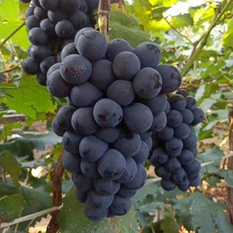 山东平度大泽山 香悦葡萄苗 南北方种植 果树苗 盆栽地栽葡萄树苗