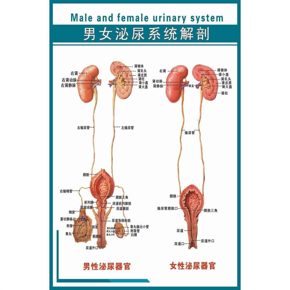 男女泌尿生殖解剖海报宣传画挂图展板《男女泌尿系统解剖》写真图