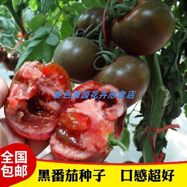 黑美人黑番茄种子大型鹅肝西红柿种籽富含营养花青素水果蔬菜种子