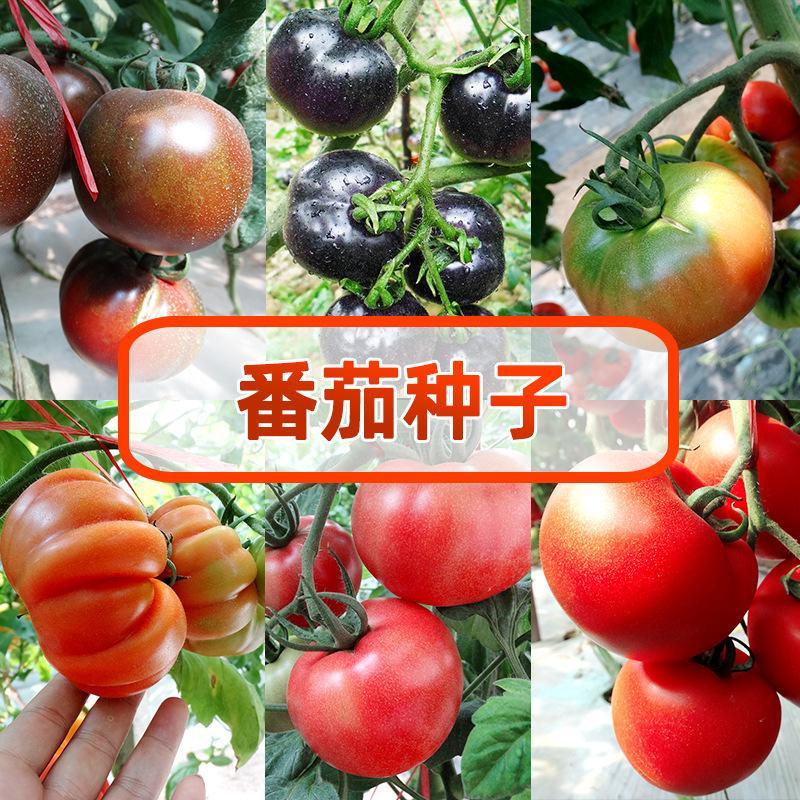 西红柿种子 儿时味道 沙壤 大粉果番茄种子 黑番茄 草莓番茄种子