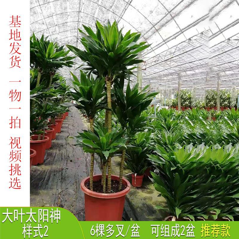 客厅观叶太阳神植物盆栽室内大型绿植密叶朱蕉阿波罗千年木老桩