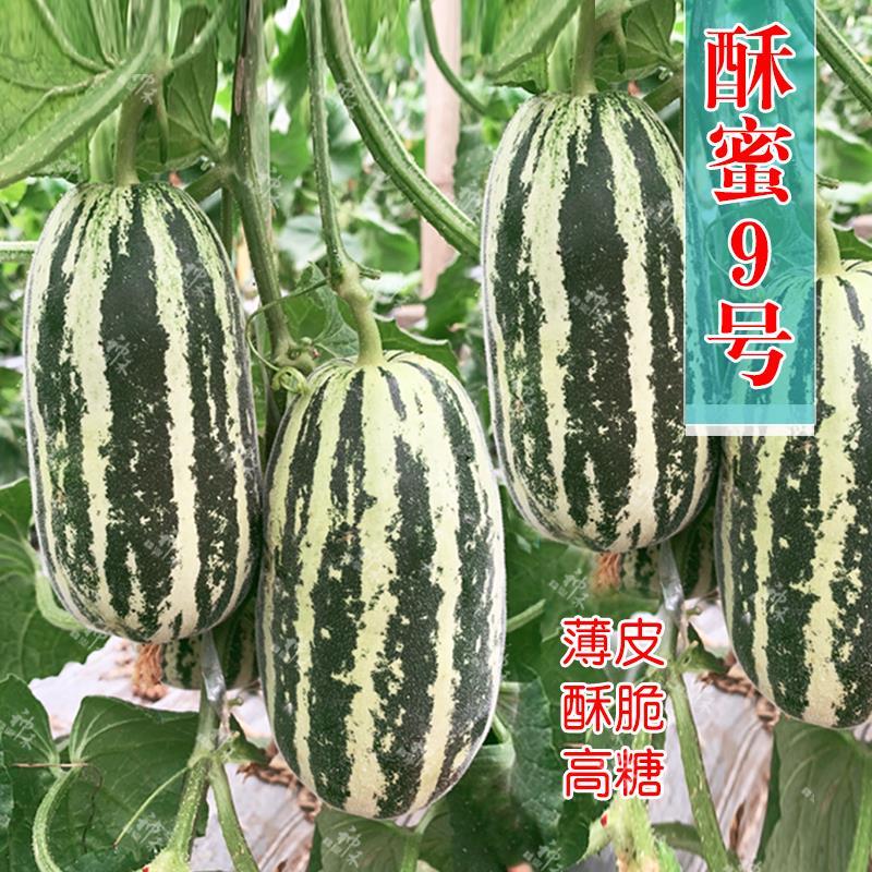 酥蜜9号甜瓜种子 正品洋香瓜甜瓜种籽花皮羊角蜜春季蔬菜种孑大全