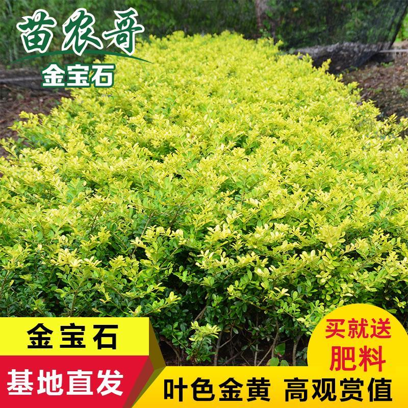金叶冬青树苗四季常青 庭院绿化苗木 金宝石观叶灌木花园绿化植物
