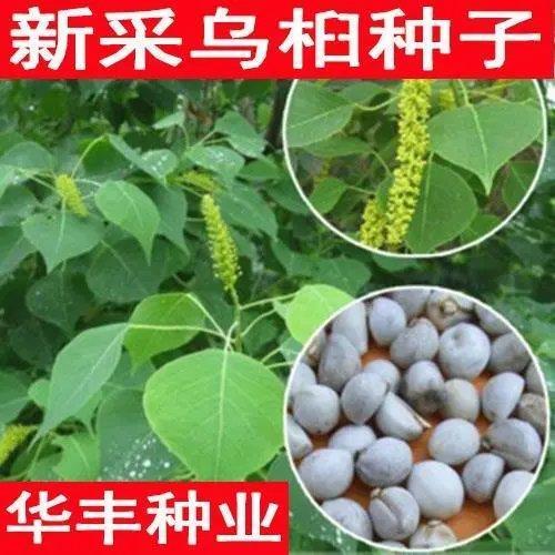 供应乌桕种子 乌桕树种子 林木种子 乌桕种优质种子